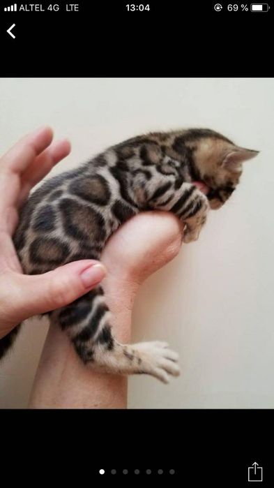 Чистокровные бенгальские котята