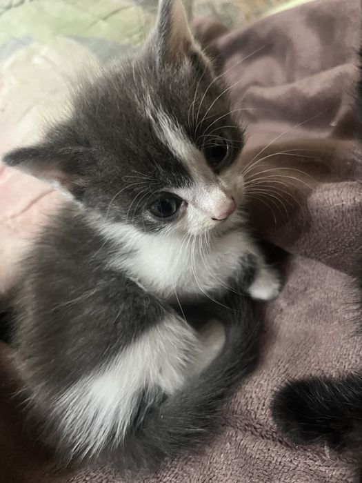 Котята в хорошие руки