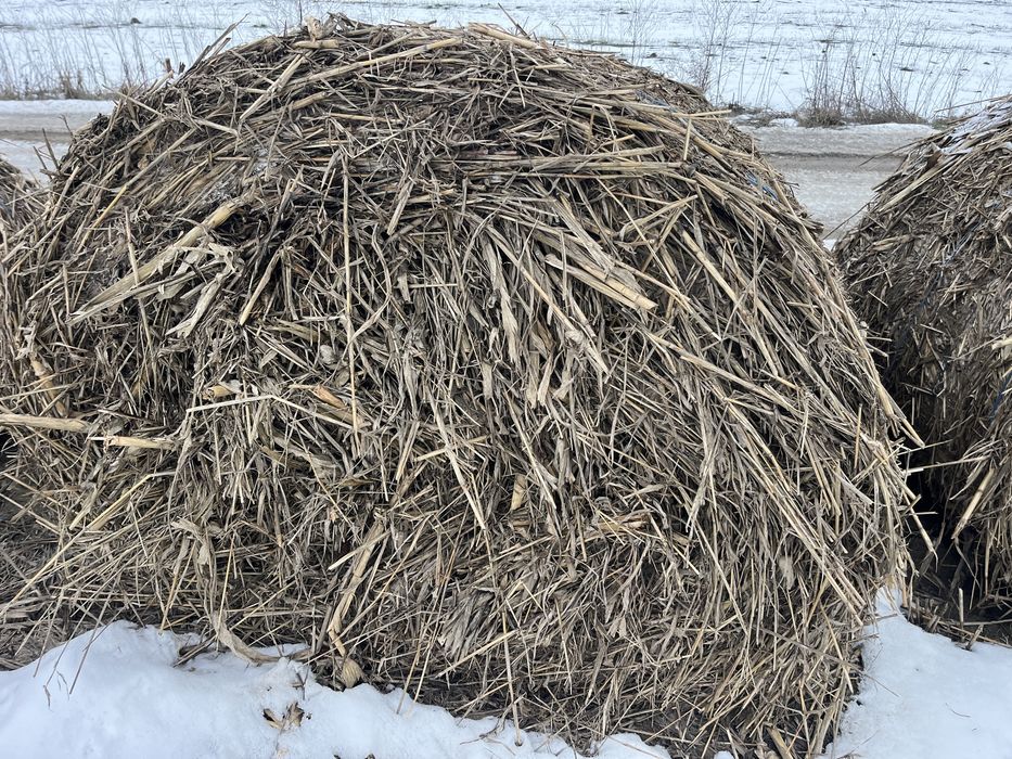 Balot tulei cu iarba de sudan