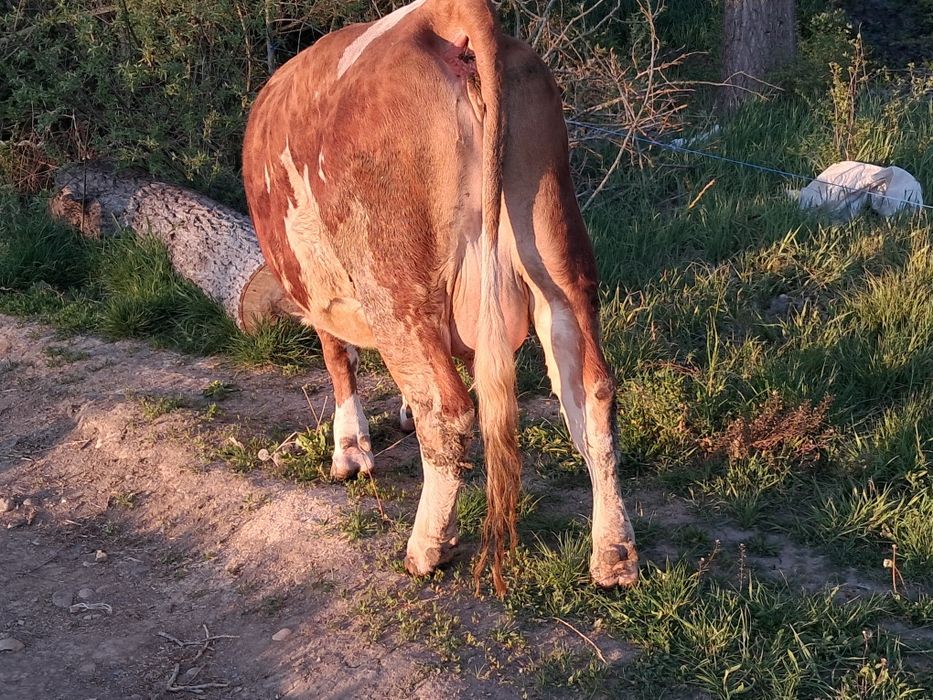 Vand jurinca la prima fatare cu vitea de limuzin