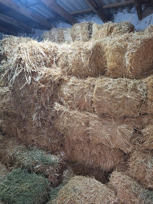 Сабан бийдайдики сатылады