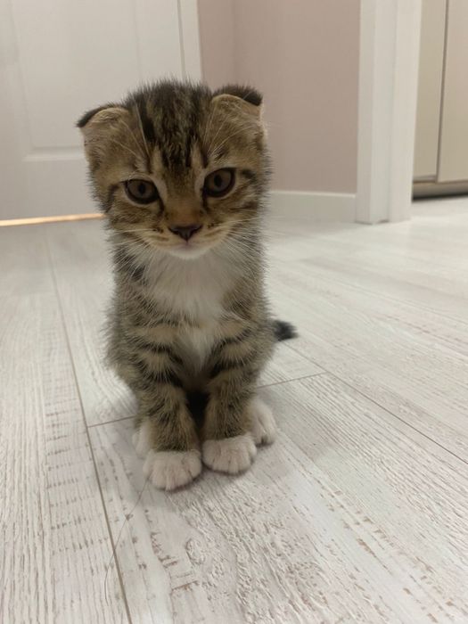 Шотланские котята