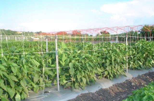 Plasa Sustinere Plante Cataratoare: mazare/Fasole/Castraveti/Rosii.