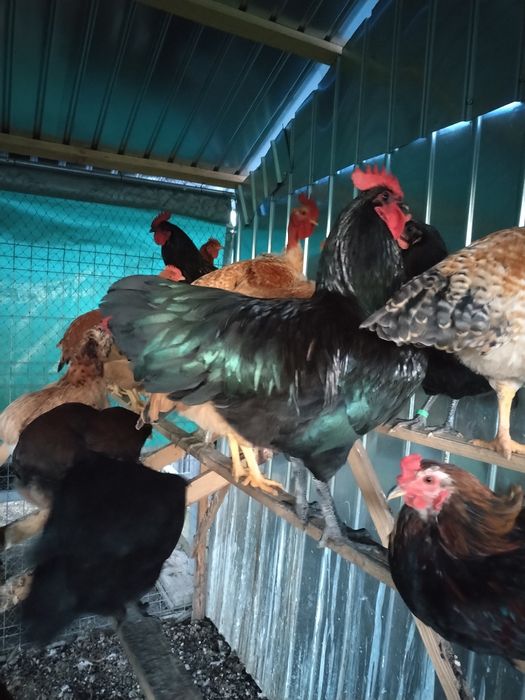 Vand cocosi Australorb negru