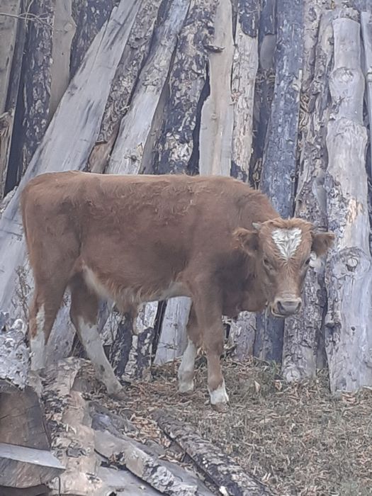 Продам бычка пять месяцев