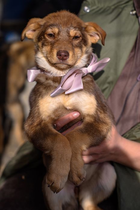 Отдам щенков в хорошие руки