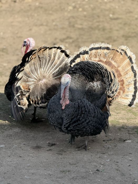 Vand pui de curca romaneasca de tara