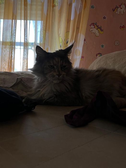 Отдадим кошку мейн кун