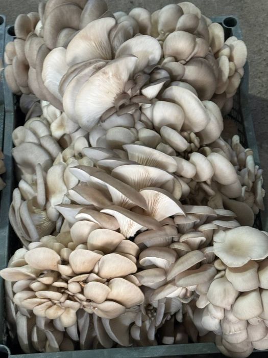 Грибы вешннки нк35