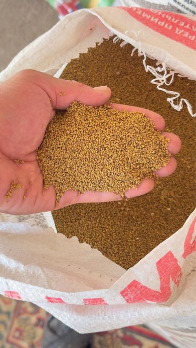 Семена клевера жонышка