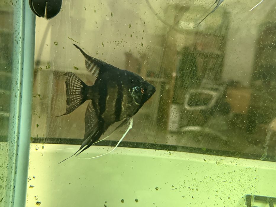 Аквариумные рыбки