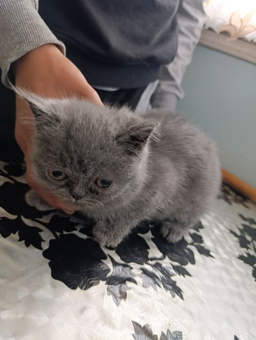 Продаётся котята породистые