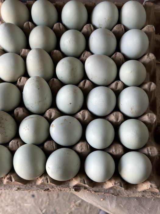 Tovuq tuxumi narxi 7000