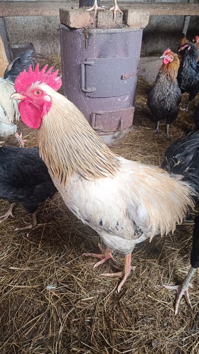 Продам молодых петухов