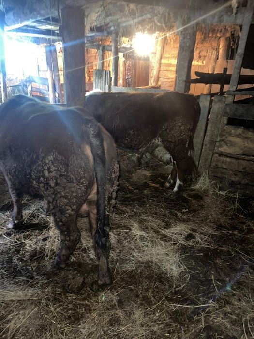 Продам двух быков,годовалых.