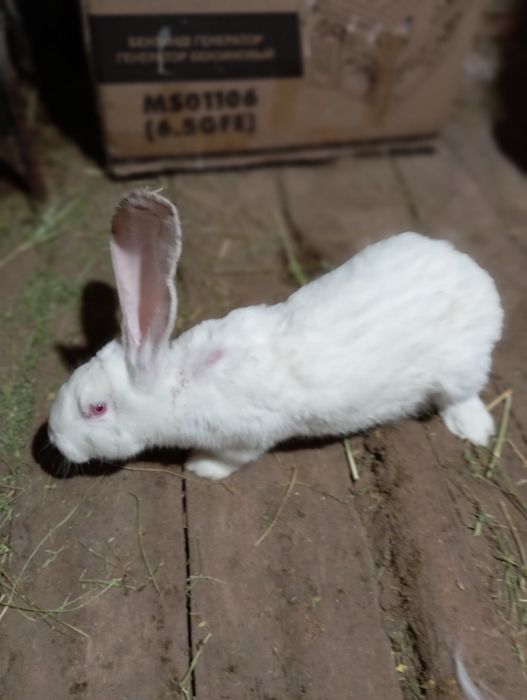 Кролики Қоян коян