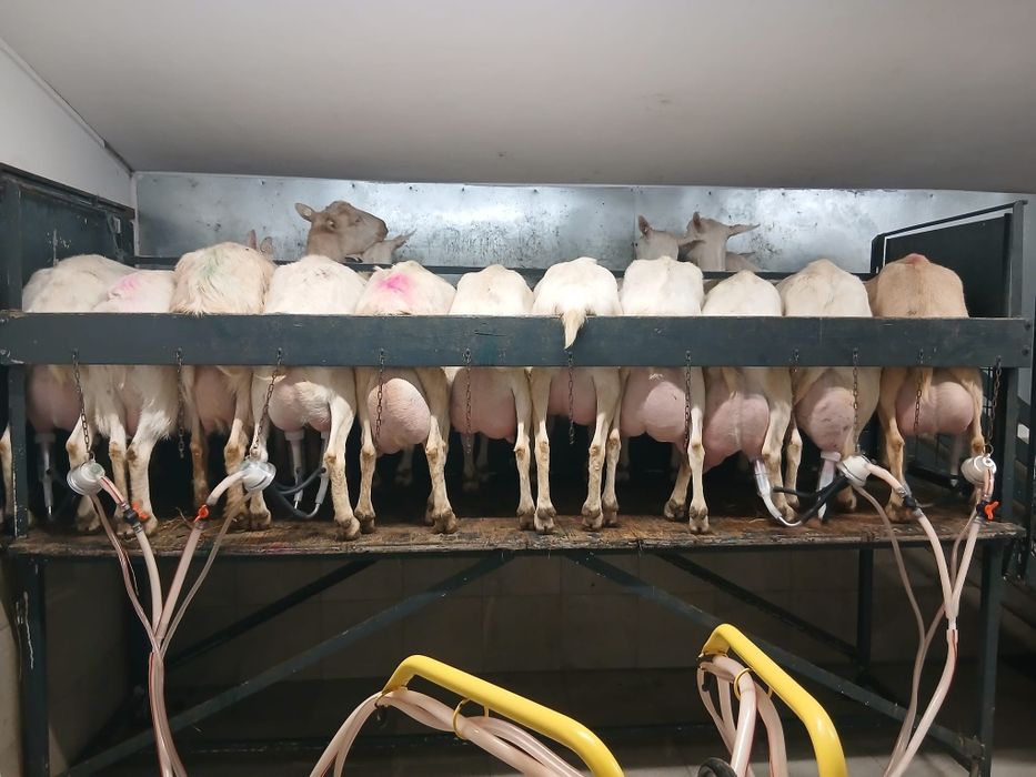 Vand capre si iedute saanen