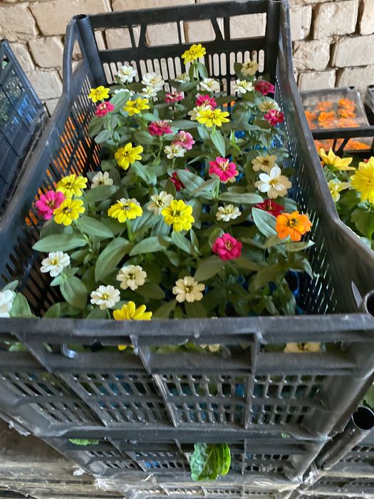 Гул кучат , гул уруглари, кучатлар