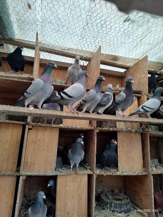 Vind porumbei voiajori