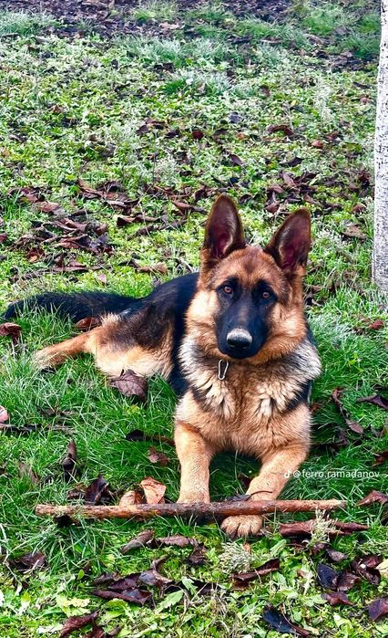 Малки немски овчарки