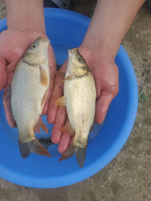 Assalomu Alleykum Sigaletka baliqlar bor boqishga tayyor