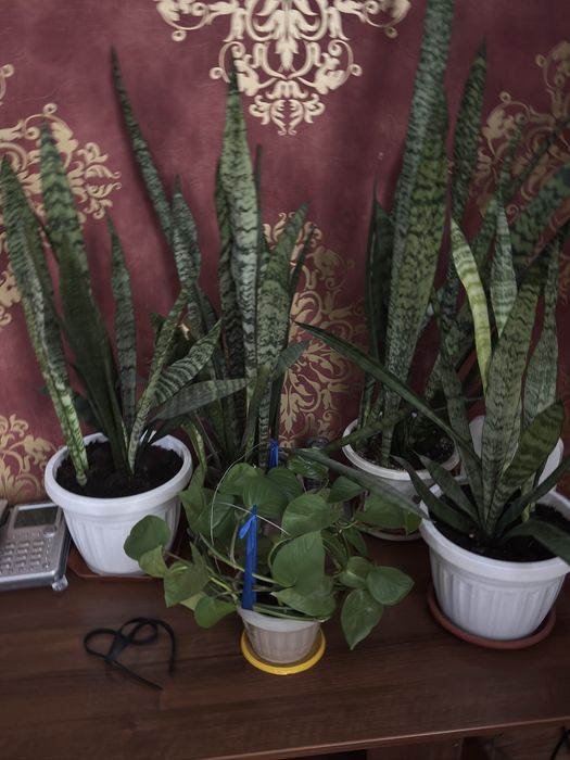 Цветы по разным ценам