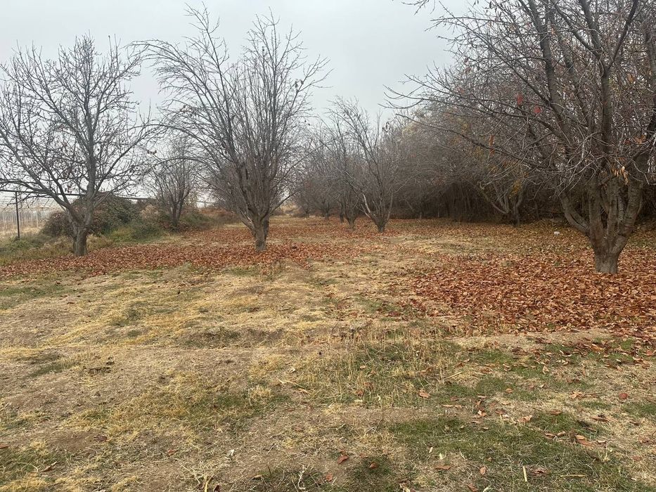 Quruq yer sotiladi 30 - Sotux Kibray Baytqo'rg'on da