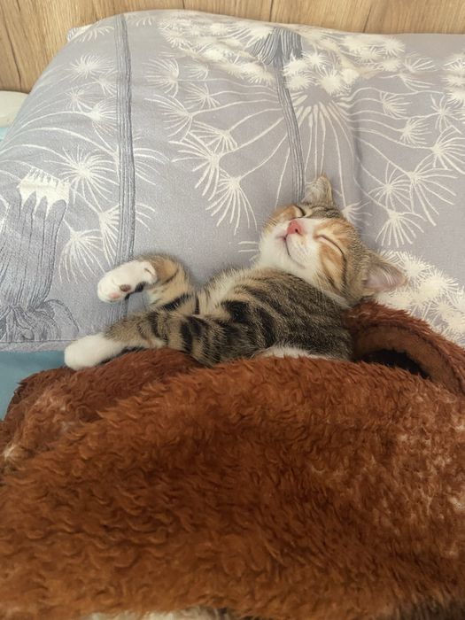 Кошка стерильная