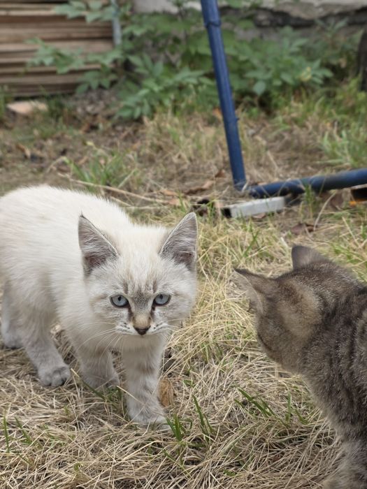 отдам котята в добрые руки