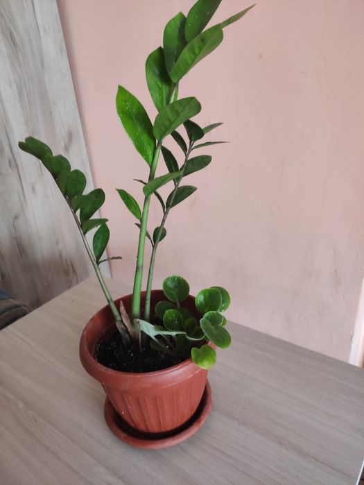 Доллоровое дерево