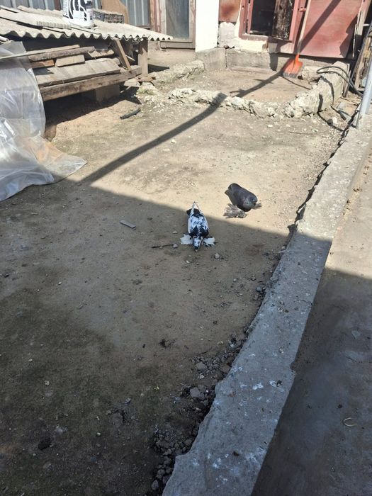 Продам голуби 30000 тенге за два