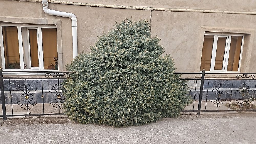 Archa sotiladi uzunligi 2 metr