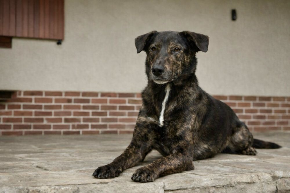 Пес Джонни — умный и очень добрый