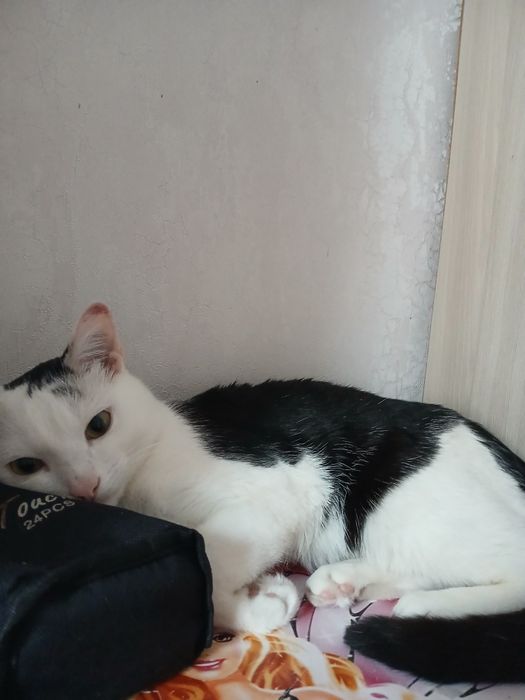 Котик отдам в хорошие руки