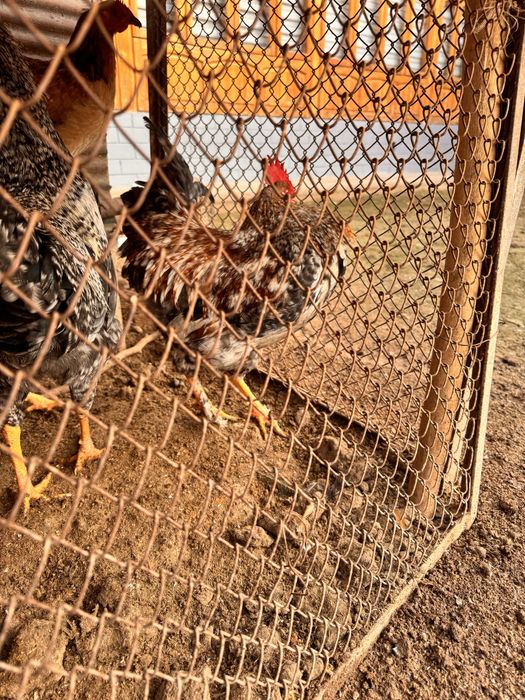 Xayvon sotiladi Juda chiroyli