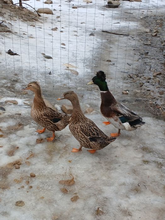 Rațe moțate de vânzare