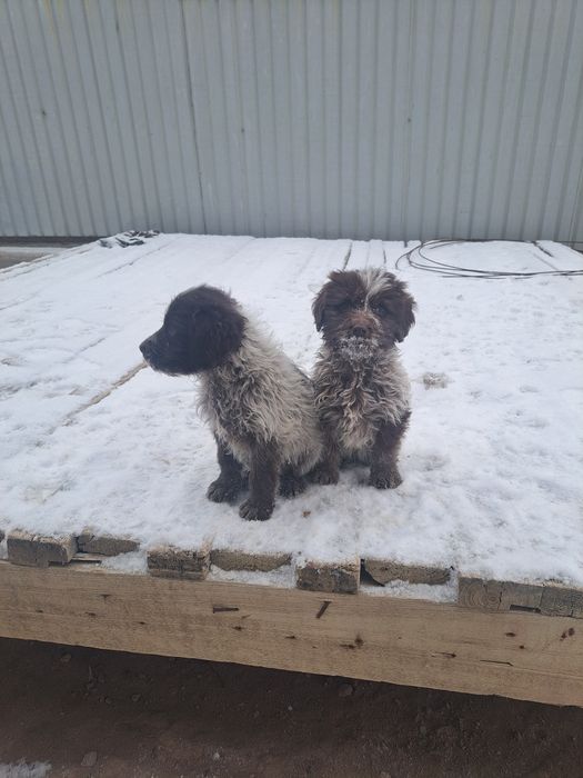 Сабака спаниель руски