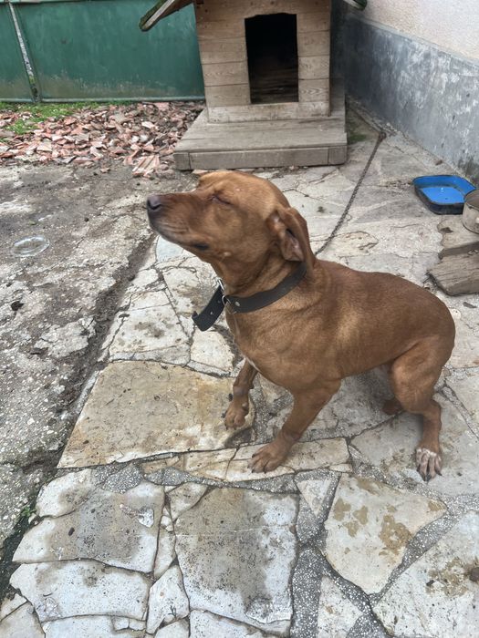 Гонче.Женско……..