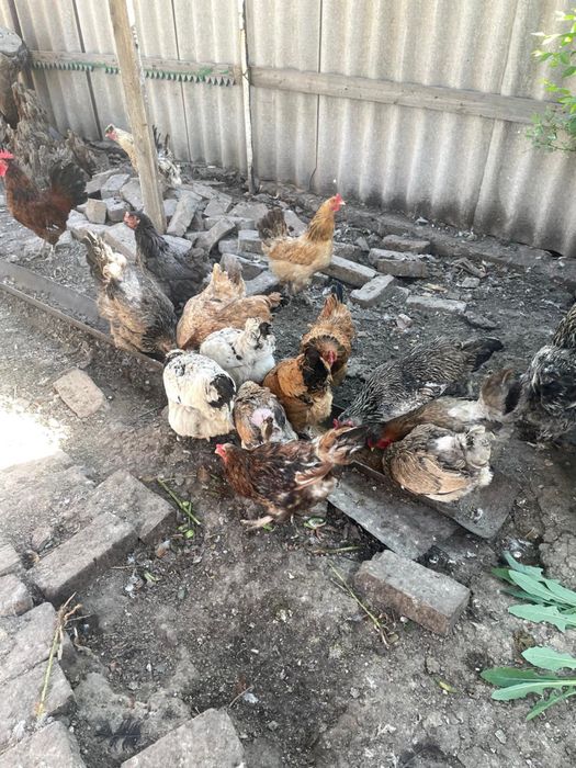 Продам курей срочно