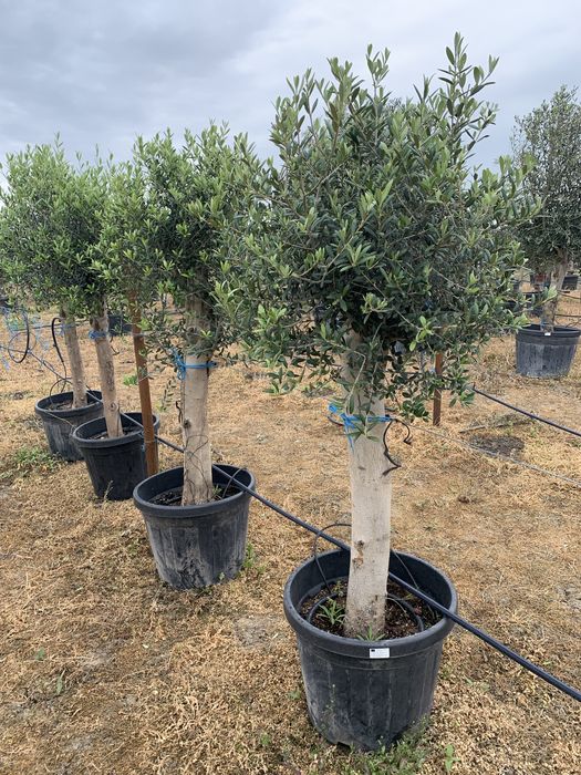 Maslin Olea Europaea pe rod