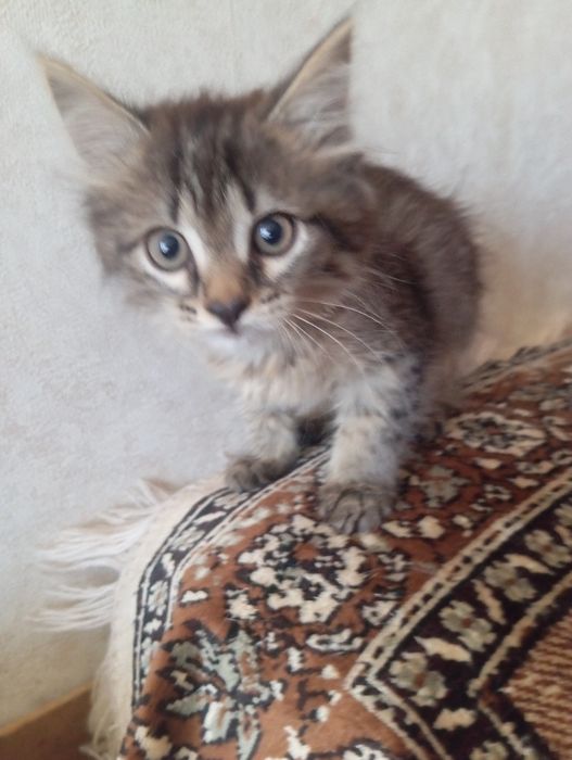 Отдам котят в добрые руки