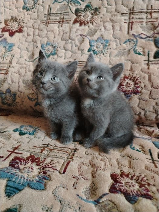 Котята хорошие добрые