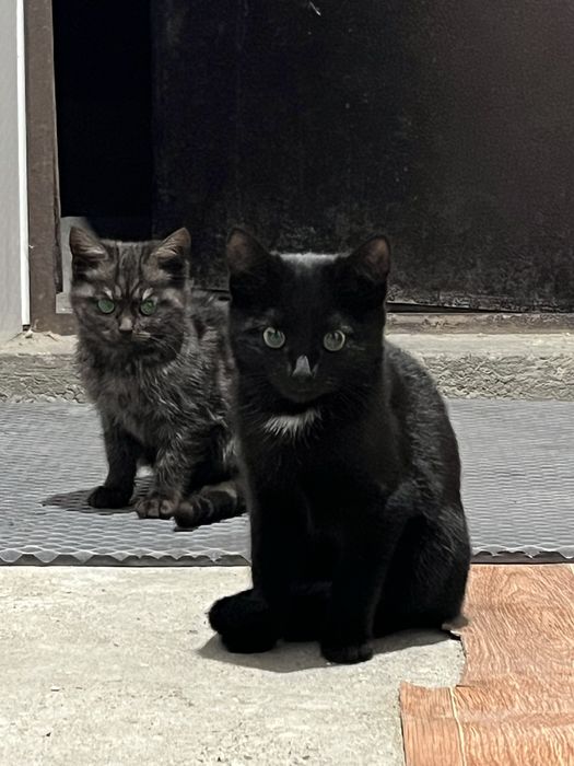 Отдам домашних котяк в добрые руки
