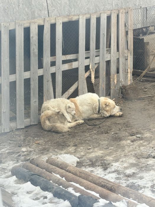 Сабака алабай еркек