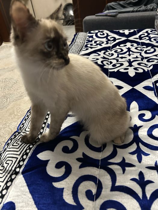 Котенок, девочка, отдам в добрые руки с приданным.