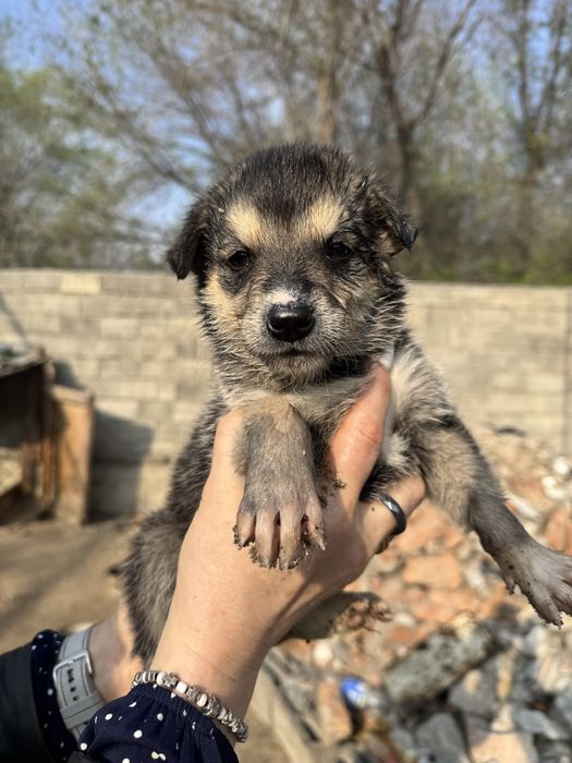 Отдам щенков (девочек) в хорошие руки