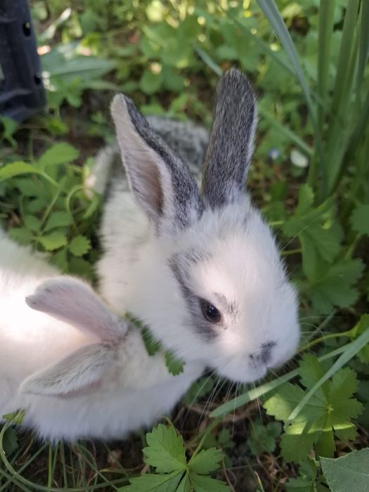 Iepurașii de vânzare