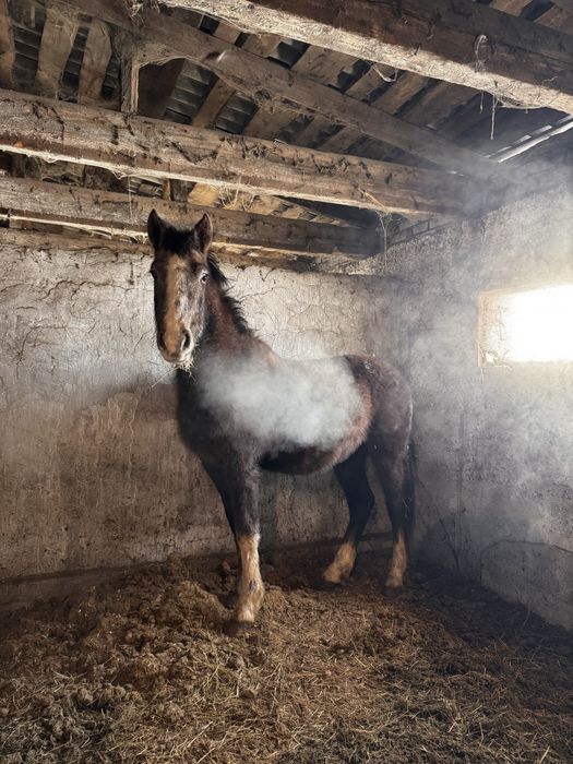 Продается жеребчик (2 года).