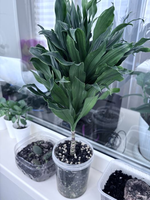 Продам фикусы 2х видов