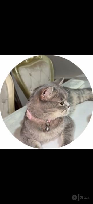 Скотш страйк, кошка